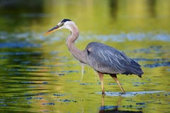 Great Blue Heron Fishing Royalty Free Stock Images