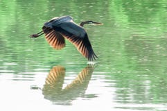 Great Blue Heron Flying Royalty Free Stock Images Great Blue Heron Flying Royalty Free Stock Images