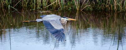 Great Blue Heron Flying, Savannah National Wildlife Refuge Stock Images