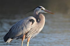 Great Blue Heron - Fort Myers Beach, Florida Royalty Free Stock Photography