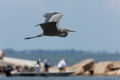 Great Blue Heron In Flight Stock Images
