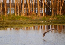Great Blue Heron In Flight Royalty Free Stock Images