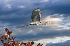 Great Blue Heron In Flight With Crab Apple Branch Stock Photos