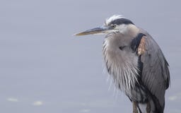 Great Blue Heron On A Cool California Morning Royalty Free Stock Photography