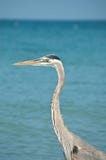 Great Blue Heron On A Florida Beach Stock Photo Great Blue Heron On A Florida Beach Stock Photo