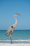 Great Blue Heron On A Gulf Coast Beach Royalty Free Stock Photography Great Blue Heron On A Gulf Coast Beach Royalty Free Stock Photography
