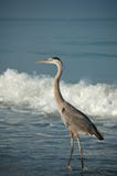 Great Blue Heron On A Gulf Coast Beach With Waves Royalty Free Stock Image Great Blue Heron On A Gulf Coast Beach With Waves Royalty Free Stock Image