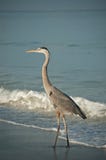 Great Blue Heron On A Gulf Coast Beach With Waves Stock Photos Great Blue Heron On A Gulf Coast Beach With Waves Stock Photos
