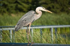 Great Blue Heron Perched On Metal Handrail Royalty Free Stock Image Great Blue Heron Perched On Metal Handrail Royalty Free Stock Image