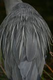 Great blue heron plumage detail