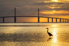 Great Blue Heron Silhouetted At Sunrise - St. Petersburg, Florid Stock Image Great Blue Heron Silhouetted At Sunrise - St. Petersburg, Florid Stock Image