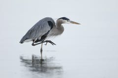 Great Blue Heron Stalking Its Prey Stock Images