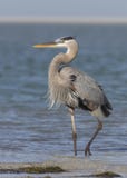 Great Blue Heron Standing On A Florida Beach Royalty Free Stock Photos