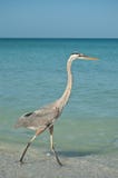 Great Blue Heron Walking On A Gulf Coast Beach Stock Photo Great Blue Heron Walking On A Gulf Coast Beach Stock Photo