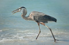 Great Blue Heron With Fish On A Gulf Coast Beach Stock Photography Great Blue Heron With Fish On A Gulf Coast Beach Stock Photography