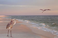 Great Blue Herons on the Beach at Sunrise stock photo Great Blue Herons on the Beach at Sunrise stock photo