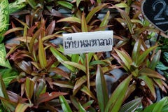 A great candle planted in the house will bring good luck, fortune, and money into the house Planted in a shop, believed to bring g stock image A great candle planted in the house will bring good luck, fortune, and money into the house Planted in a shop, believed to bring g stock image