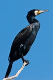 Great Cormorant Royalty Free Stock Images