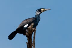 Great Cormorant Stock Images
