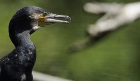 Great Cormorant (Phalacrocorax Carbo) Stock Image