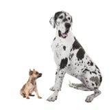 Great dane adult dog and chihuahua puppy Stock Photos Great dane adult dog and chihuahua puppy Stock Photos