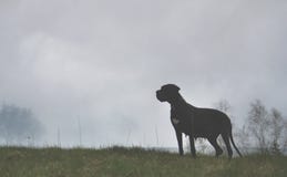 Dog on misty background