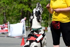 Great Dane dog training