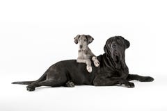 Great dane i mastifa portret obraz stock Great dane i mastifa portret obraz stock