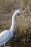 Great egret, Ardea alba, hunting for small fish. royalty free stock photos Great egret, Ardea alba, hunting for small fish. royalty free stock photos