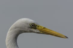 Great Egret Ardea alba Close-Up. stock photos Great Egret Ardea alba Close-Up. stock photos