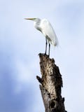 Great Egret In Okefenokee Swamp Stock Images
