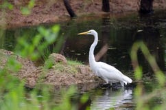 Great Egret On Dark Pond Stock Images