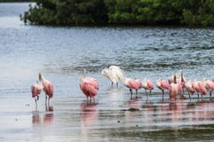 Great Egret and Roseate Spoonbills, J.N. Ding Darling Nation Stock Photography Great Egret and Roseate Spoonbills, J.N. Ding Darling Nation Stock Photography