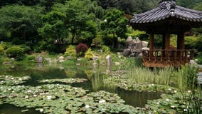A great garden of lotus stock photo A great garden of lotus stock photo