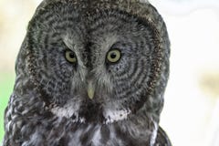 Great Gray Owl with piercing eyes stock images Great Gray Owl with piercing eyes stock images