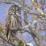 Great Grey Owl Stock Images