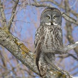 Great Grey Owl Stock Image