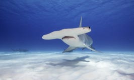 Great Hammerhead Shark, Bahamas Royalty Free Stock Image Great Hammerhead Shark, Bahamas Royalty Free Stock Image