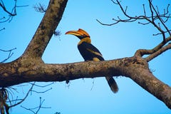 The great hornbill, Buceros bicornis stock image The great hornbill, Buceros bicornis stock image