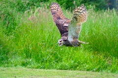 Great Horned Owl Flying