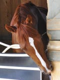 Great Horse Racing photos by Fleetphoto stock image Great Horse Racing photos by Fleetphoto stock image