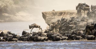 Great Migration Stock Photography Great Migration Stock Photography
