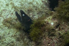 Great moray royalty free stock image Great moray royalty free stock image