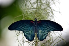 Great Mormon Butterfly Stock Images