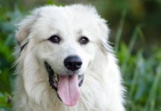 Great Pyrenees Dog