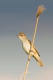 Great Reed Warbler / Acrocephalus Arun Royalty Free Stock Photos