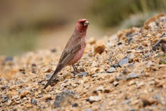 Great rosefinch, Carpodacus rubicilla Ladakh, Jammu and Kashmir, India royalty free stock photo Great rosefinch, Carpodacus rubicilla Ladakh, Jammu and Kashmir, India royalty free stock photo
