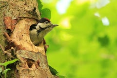 Great Spotted Woodpecker (Dendrocopos Major) Royalty Free Stock Photos Great Spotted Woodpecker (Dendrocopos Major) Royalty Free Stock Photos
