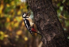 Great spotted woodpecker on a trunk in a forest near the river Sile Treviso, Italy. Autumn colours in the backgroud stock image Great spotted woodpecker on a trunk in a forest near the river Sile Treviso, Italy. Autumn colours in the backgroud stock image