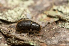 Great Spruce Bark Beetle, Dendroctonus Micans On Pine Bark Stock Photography